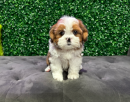 10 week old Saussie Puppy For Sale - Windy City Pups