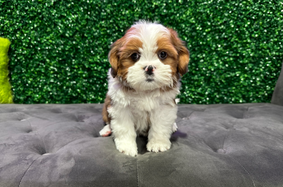 10 week old Saussie Puppy For Sale - Windy City Pups