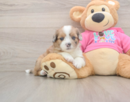 5 week old Saussie Puppy For Sale - Windy City Pups