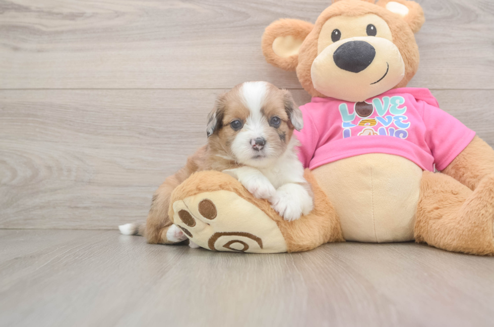 6 week old Saussie Puppy For Sale - Windy City Pups