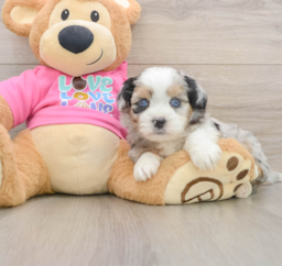 6 week old Saussie Puppy For Sale - Windy City Pups