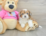 7 week old Saussie Puppy For Sale - Windy City Pups