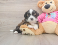 5 week old Saussie Puppy For Sale - Windy City Pups