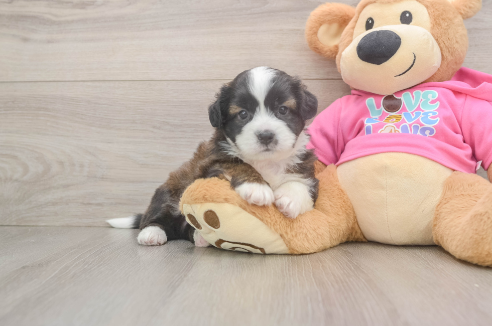 6 week old Saussie Puppy For Sale - Windy City Pups