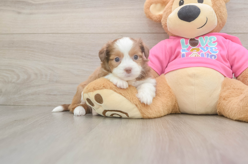 6 week old Saussie Puppy For Sale - Windy City Pups