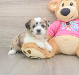 6 week old Saussie Puppy For Sale - Windy City Pups
