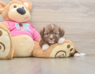 6 week old Saussie Puppy For Sale - Windy City Pups