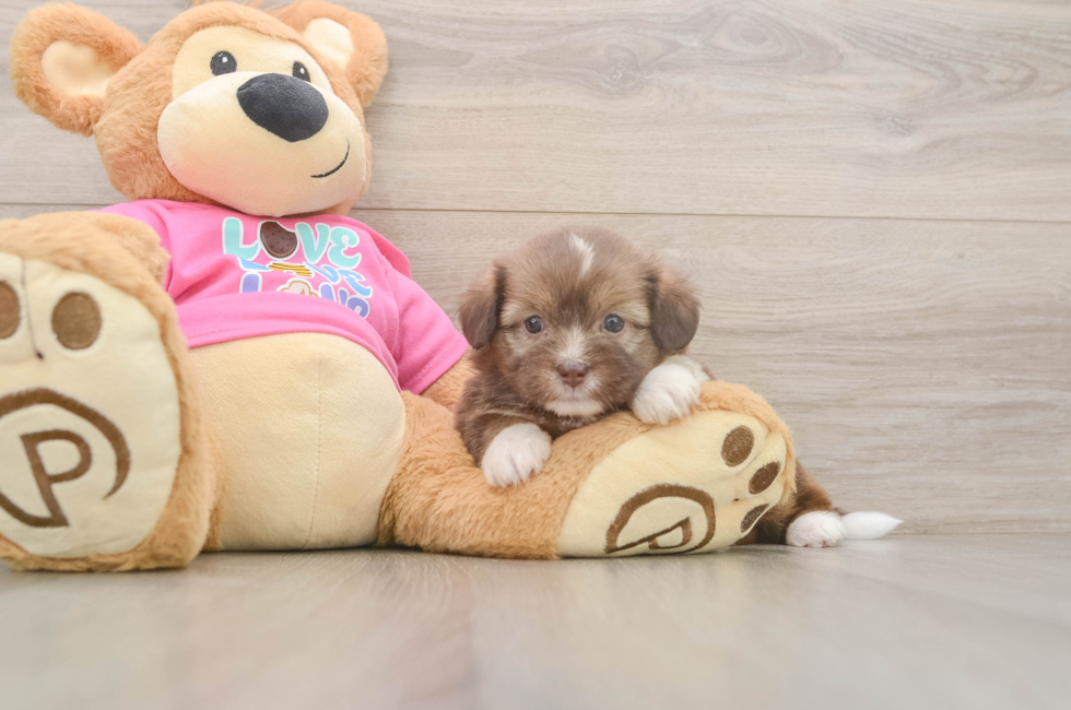 6 week old Saussie Puppy For Sale - Windy City Pups