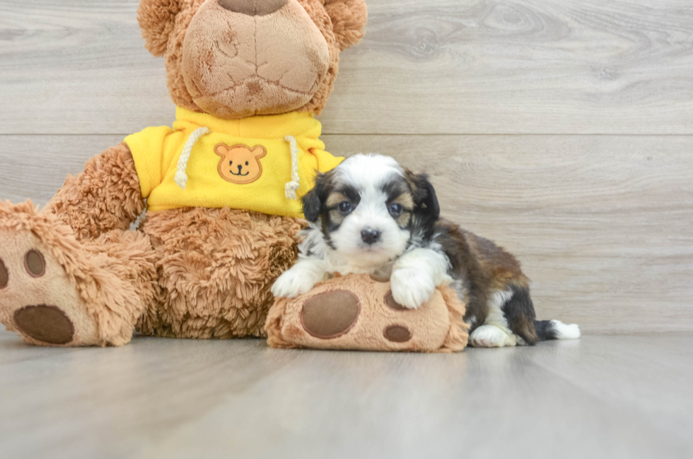 5 week old Saussie Puppy For Sale - Windy City Pups