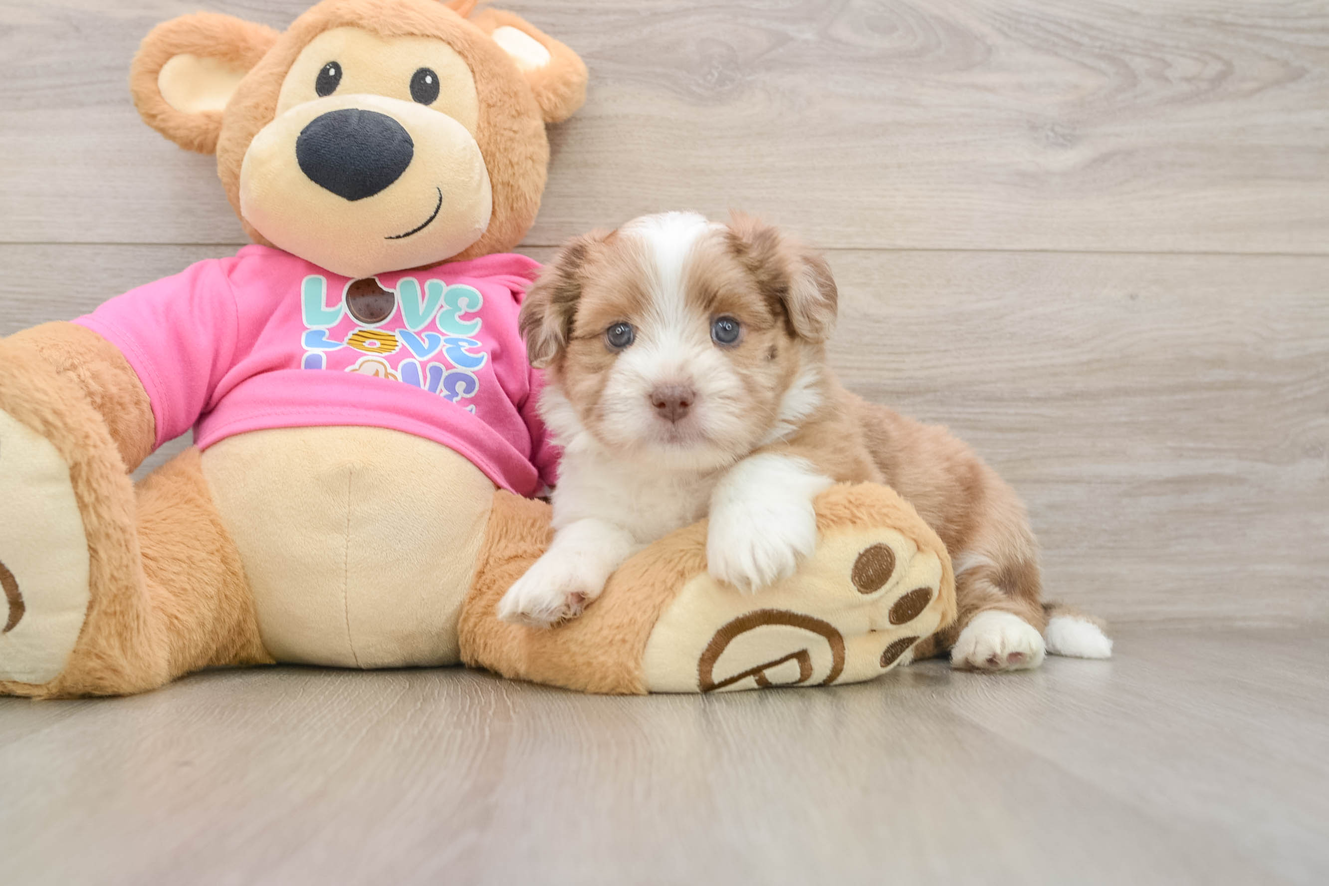 Saussie Pup Being Cute
