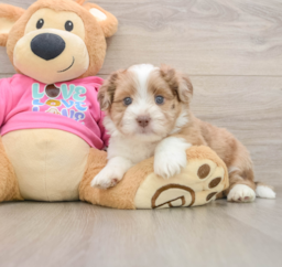 7 week old Saussie Puppy For Sale - Windy City Pups