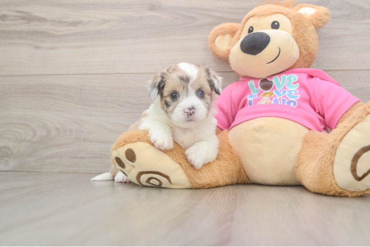 Cute Ausstzu Designer Puppy