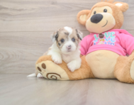 5 week old Saussie Puppy For Sale - Windy City Pups