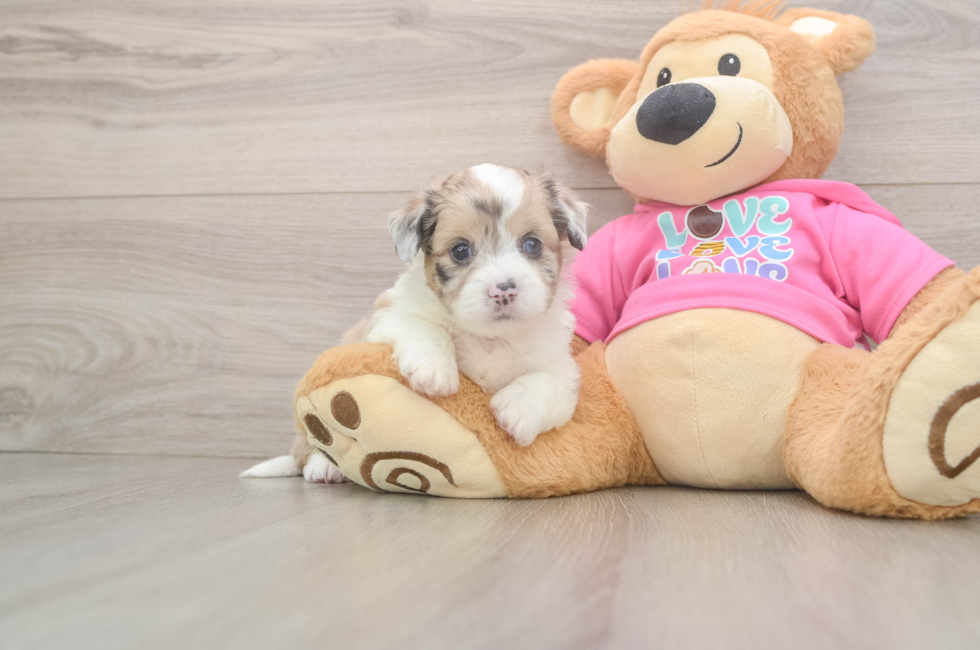 6 week old Saussie Puppy For Sale - Windy City Pups