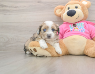 5 week old Saussie Puppy For Sale - Windy City Pups