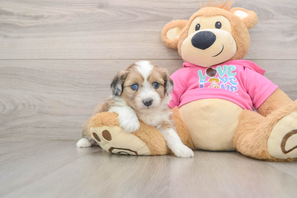 Cute Ausstzu Designer Puppy