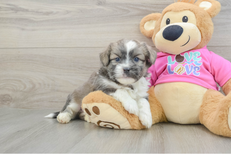 Saussie Puppy for Adoption
