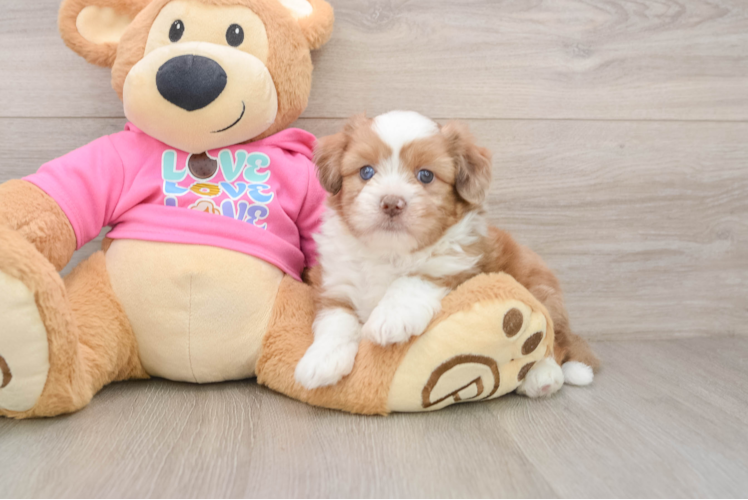 Saussie Pup Being Cute