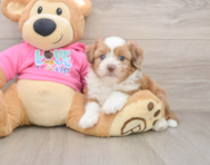 5 week old Saussie Puppy For Sale - Windy City Pups