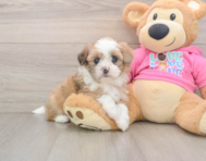 5 week old Saussie Puppy For Sale - Windy City Pups