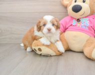 5 week old Saussie Puppy For Sale - Windy City Pups