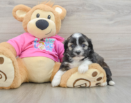 5 week old Saussie Puppy For Sale - Windy City Pups