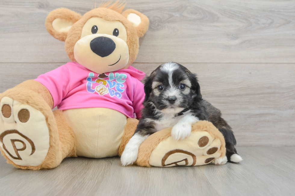 6 week old Saussie Puppy For Sale - Windy City Pups