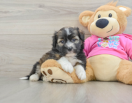 5 week old Saussie Puppy For Sale - Windy City Pups