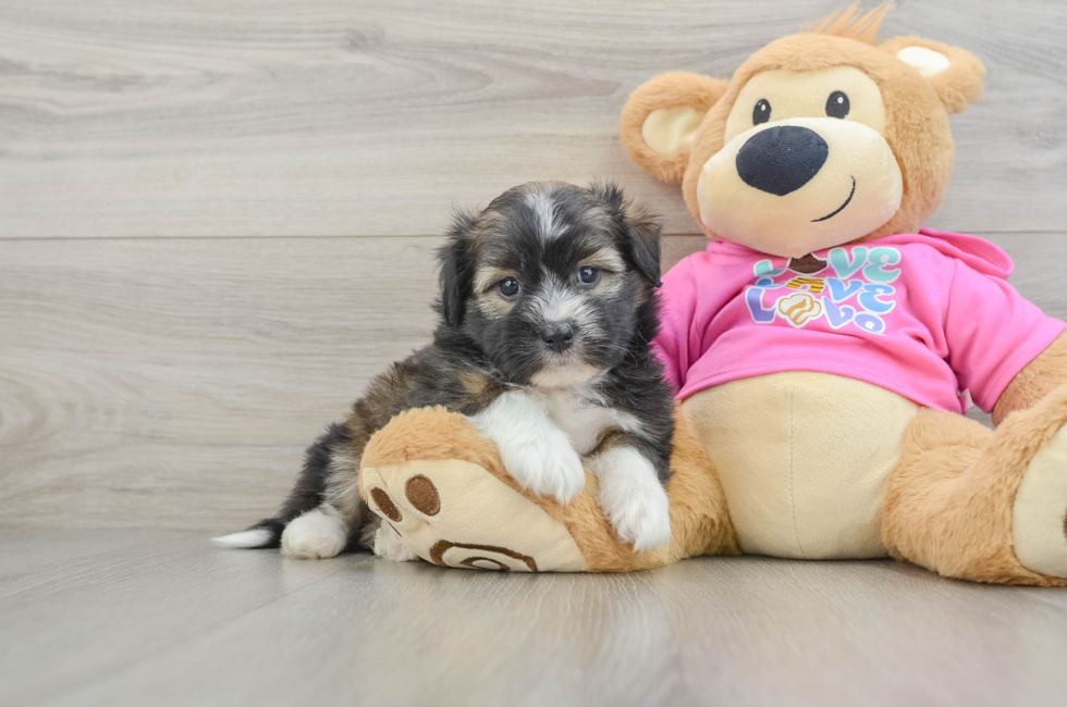 6 week old Saussie Puppy For Sale - Windy City Pups