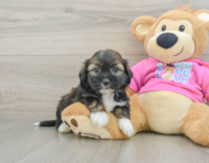 5 week old Saussie Puppy For Sale - Windy City Pups
