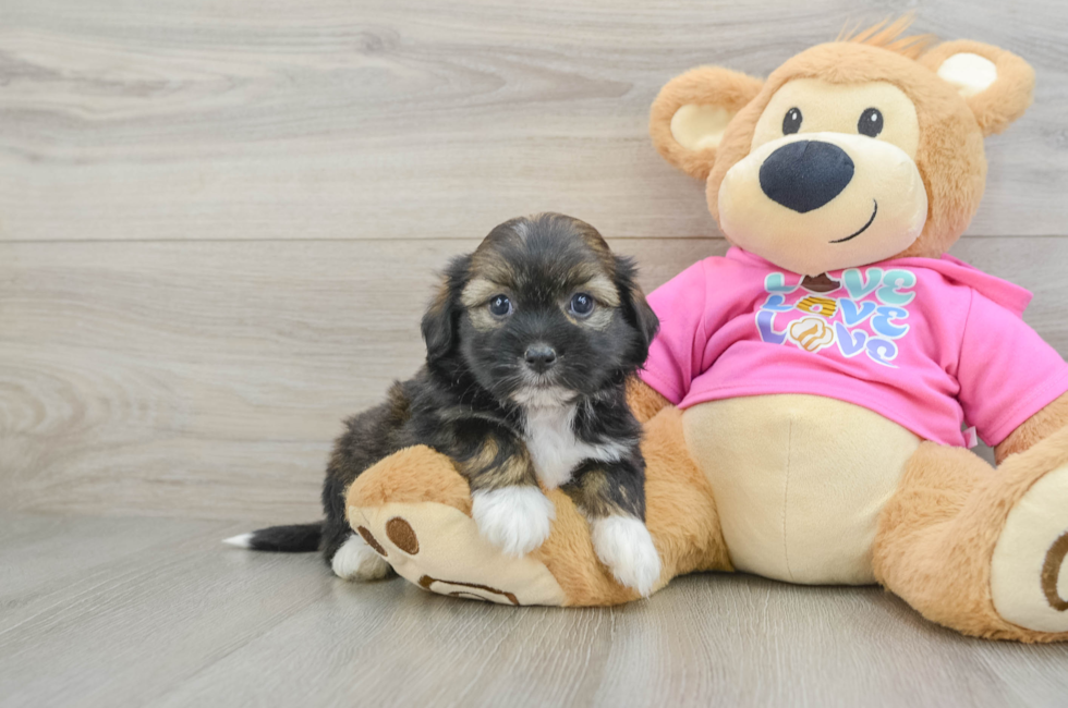 6 week old Saussie Puppy For Sale - Windy City Pups