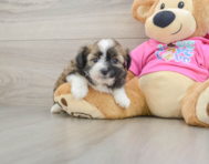 5 week old Saussie Puppy For Sale - Windy City Pups
