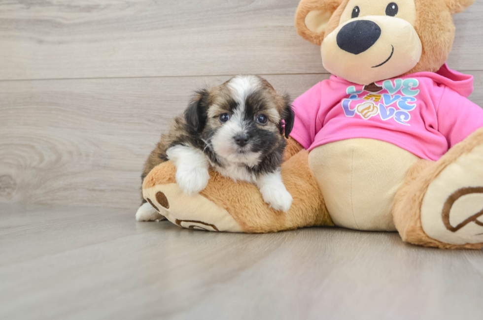 6 week old Saussie Puppy For Sale - Windy City Pups