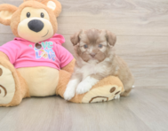 5 week old Saussie Puppy For Sale - Windy City Pups