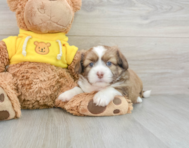 6 week old Saussie Puppy For Sale - Windy City Pups