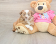 5 week old Saussie Puppy For Sale - Windy City Pups