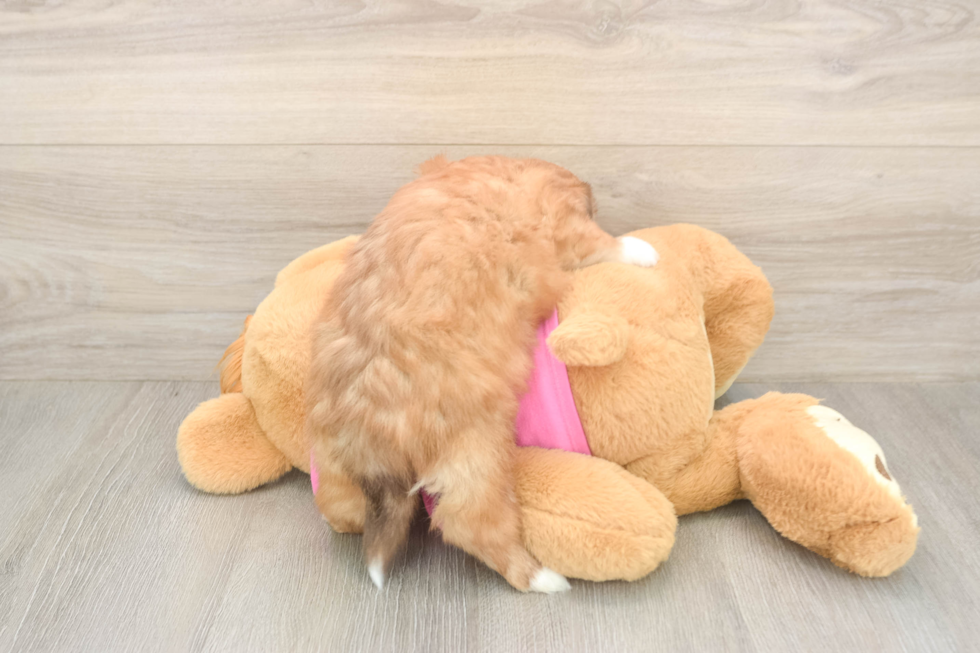 Cute Ausstzu Designer Puppy