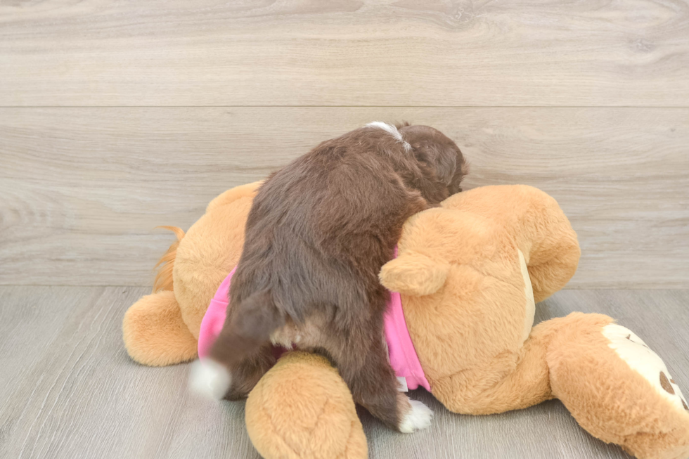 Cute Ausstzu Designer Puppy