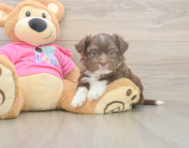 5 week old Saussie Puppy For Sale - Windy City Pups
