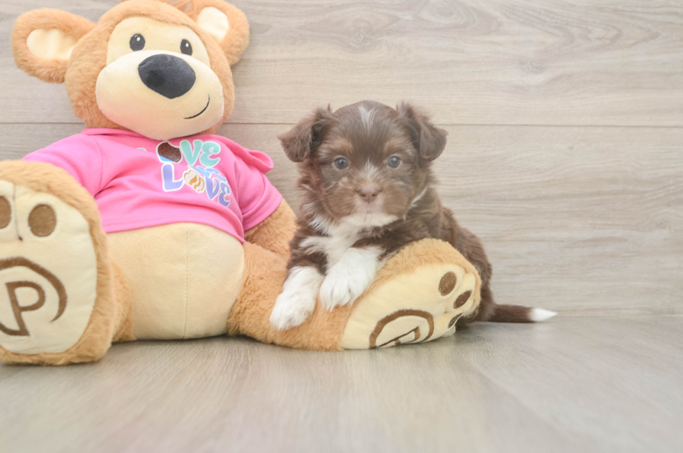 5 week old Saussie Puppy For Sale - Windy City Pups