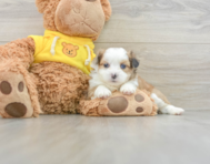 6 week old Saussie Puppy For Sale - Windy City Pups