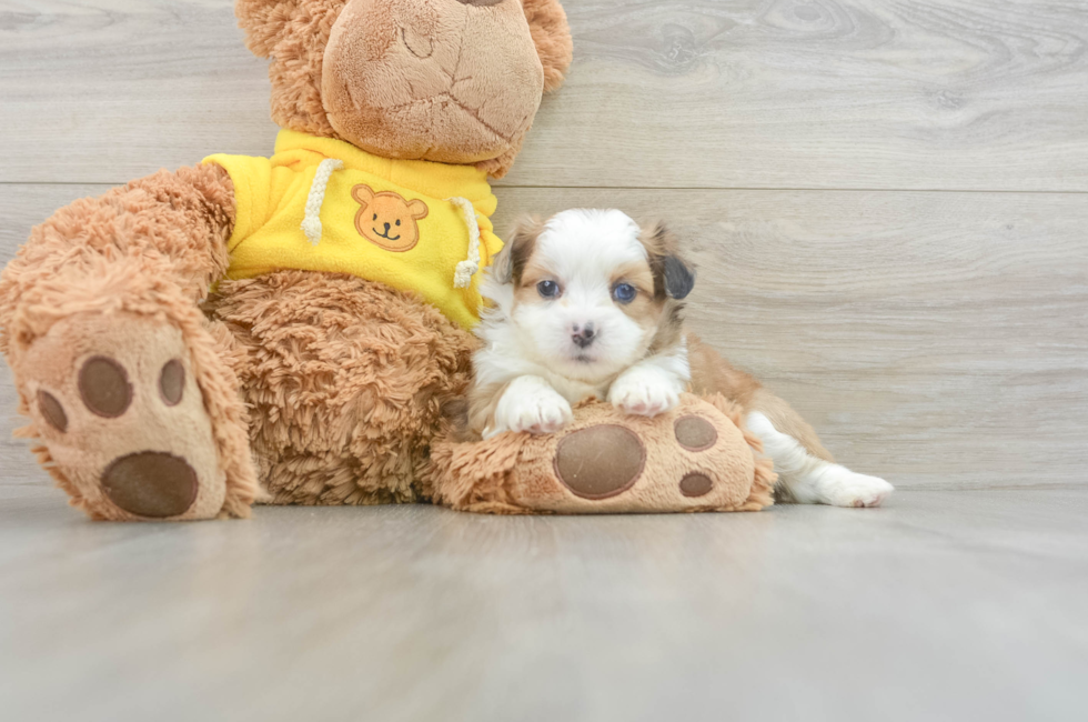 6 week old Saussie Puppy For Sale - Windy City Pups