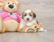 5 week old Saussie Puppy For Sale - Windy City Pups