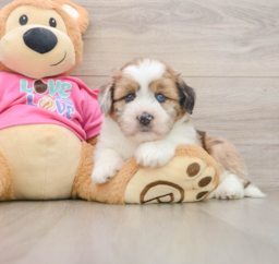 6 week old Saussie Puppy For Sale - Windy City Pups