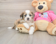 5 week old Saussie Puppy For Sale - Windy City Pups