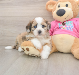 6 week old Saussie Puppy For Sale - Windy City Pups