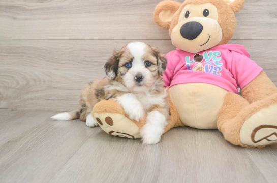 Best Saussie Baby