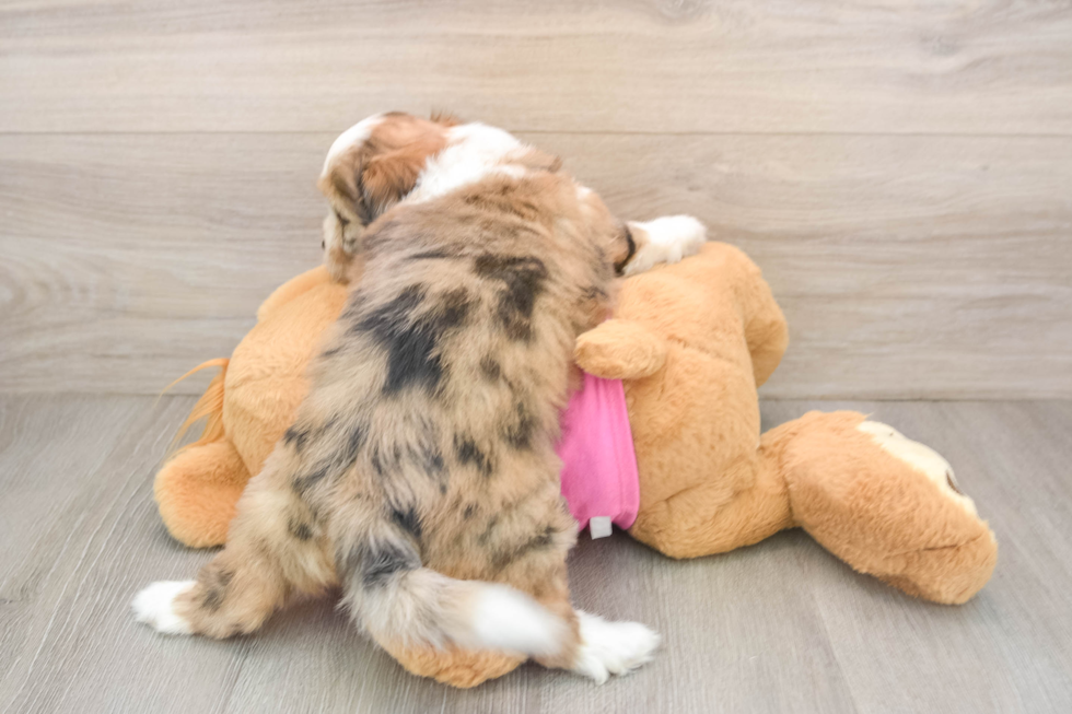 Saussie Puppy for Adoption