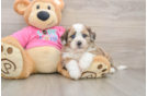 Saussie Pup Being Cute