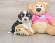 5 week old Saussie Puppy For Sale - Windy City Pups